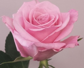 Rose Hot Escimo - Standard Rose - Roses - Flowers by category | Sierra